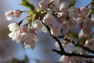 Close-up of cherry blossom