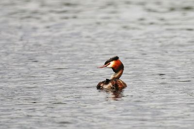 Close-up of duck swimming in lake