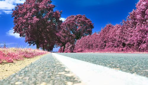 Empty road amidst flowering trees against sky