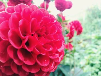 Close-up of pink flower blooming outdoors