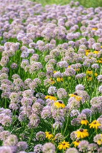 Close-up of purple flowering plants on field