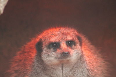 Close-up portrait of a meerkat