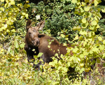 View of an animal on plant