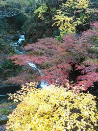 Flowers growing on tree