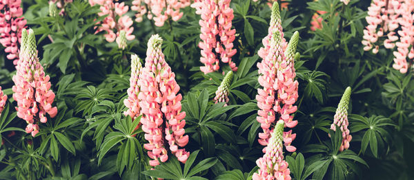 Close-up of pink flowering plants