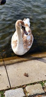 High angle view of swan on lake