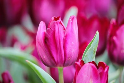 Close-up of pink tulips