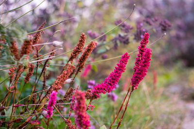 Close-up of pink flower plant