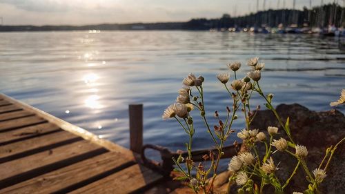 Close-up of plants by lake against sky