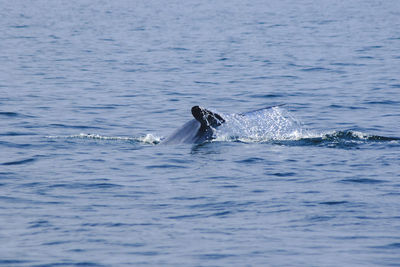 Duck swimming in sea