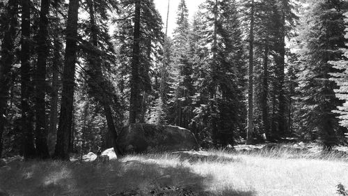 Trees in forest