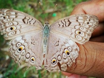 Close-up of butterfly on hand