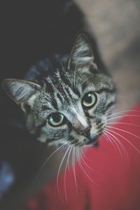 High angle portrait of cat