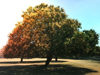 Trees growing in sunlight