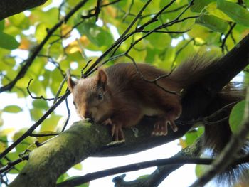 Low angle view of squirrel on tree