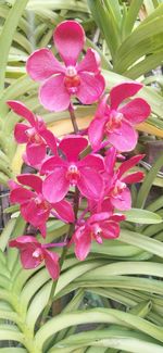 Close-up of pink flowering plant