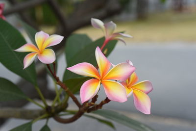 Close-up of frangipani flowers against blurred background