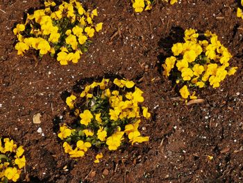 High angle view of yellow flowering plant on field