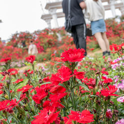 People on red flowering plants