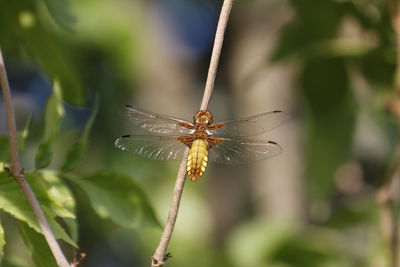 Close-up of insect on plant