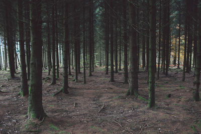 Trees growing in forest against sky