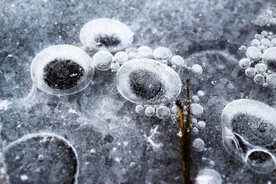 Close-up of frozen plants