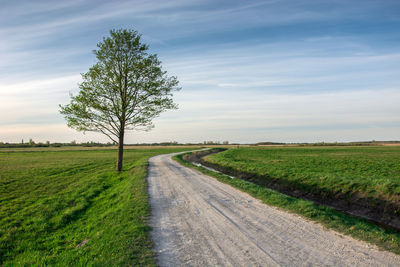 Tree and dirt road amidst field against sky