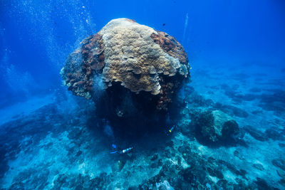 Close-up of jellyfish swimming in sea