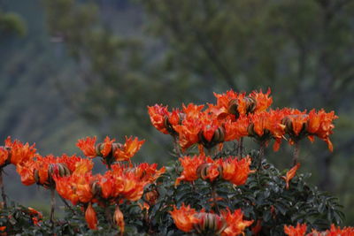Close-up of orange flowering plants