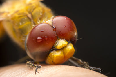 Close-up of insect on finger