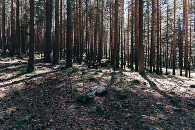 Trees in forest