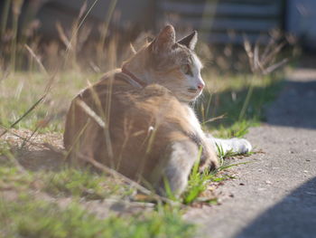 Cat relaxing in a field