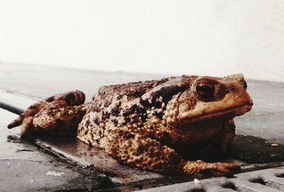 Close-up of lizard on rock