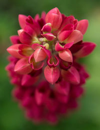 Close-up of flower blooming outdoors