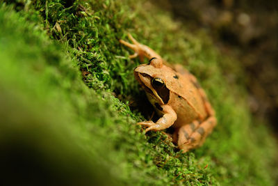 Close-up of lizard on rock