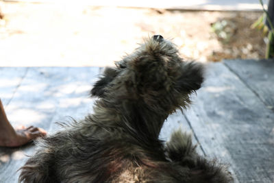 Close-up of a dog looking away