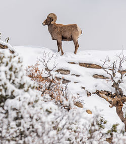 Full length of a horse standing on snow covered field