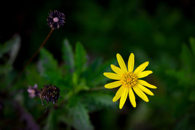 Close-up of yellow flowering plant