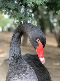 black swan