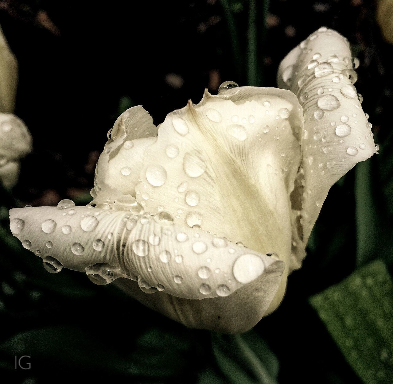 drop, water, wet, close-up, fragility, freshness, flower, beauty in nature, petal, dew, growth, focus on foreground, nature, plant, purity, water drop, raindrop, droplet, flower head, rain