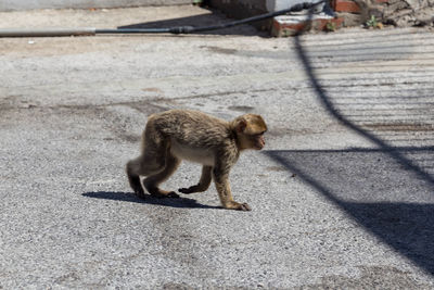 Side view of monkey walking on footpath