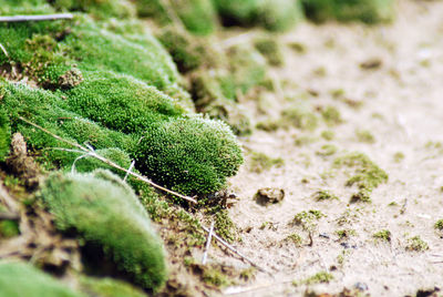 Close-up of moss growing on plant