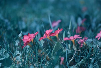 Close-up of pink flowering plants on field