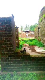 Dog in front of building against cloudy sky