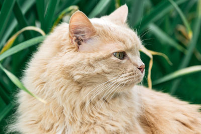 Close-up of cat looking away