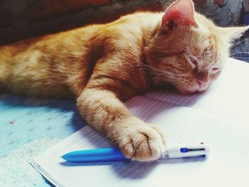 Close-up of cat sleeping on table