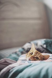 Portrait of kitten relaxing on bed