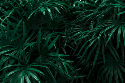 Full frame shot of fresh green plants