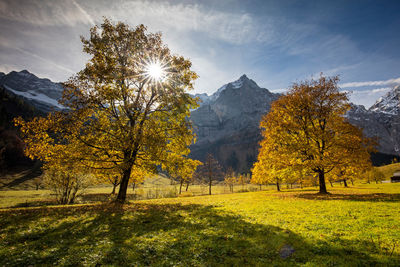 Trees on field against bright sun