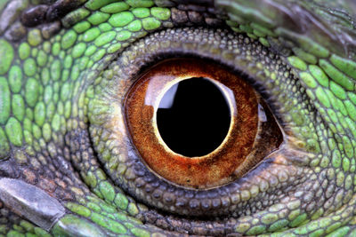 Macro shot of iguana eye